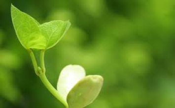 Bảo vệ môi sinh